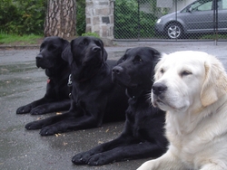 Fjórir leiðsöguhundar í liggjandi viðbragðstöðu. Þrír eru svartir labrador, einn er ljós golden retriever